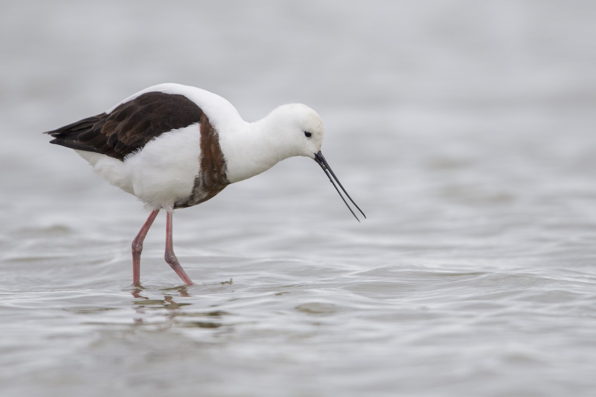 Banded Stilt - ML558502731