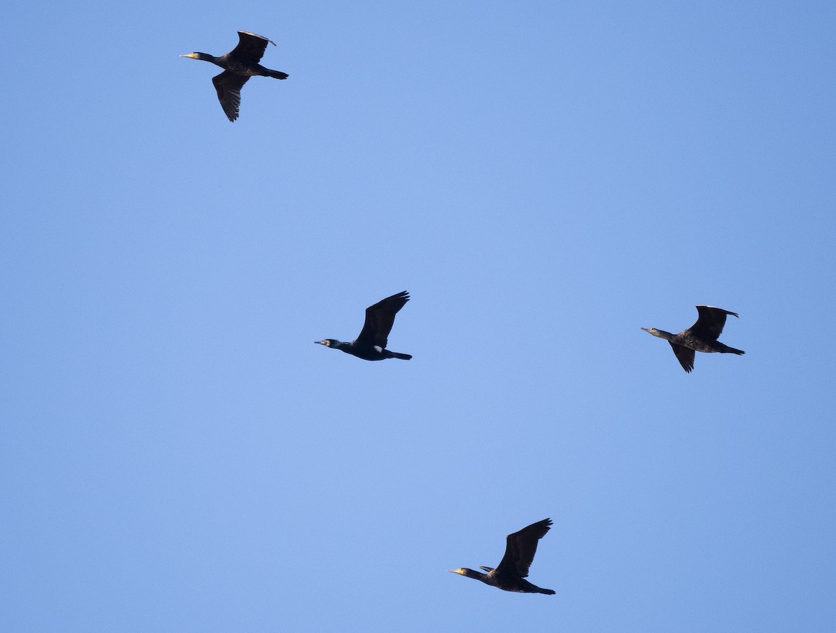 Great Cormorant - ML558503461