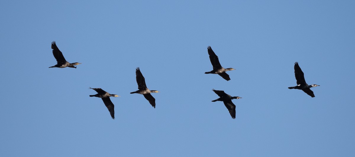 Great Cormorant - ML558503471