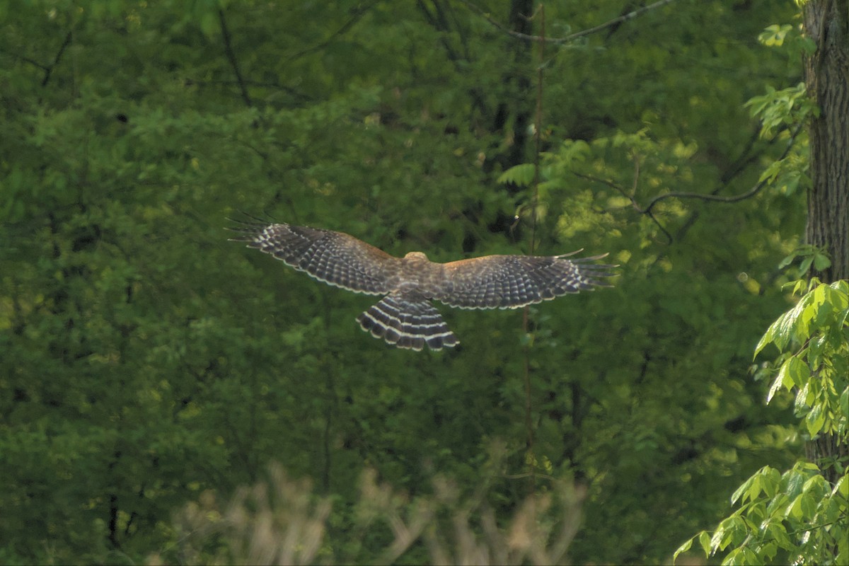 Red-shouldered Hawk - ML558504651