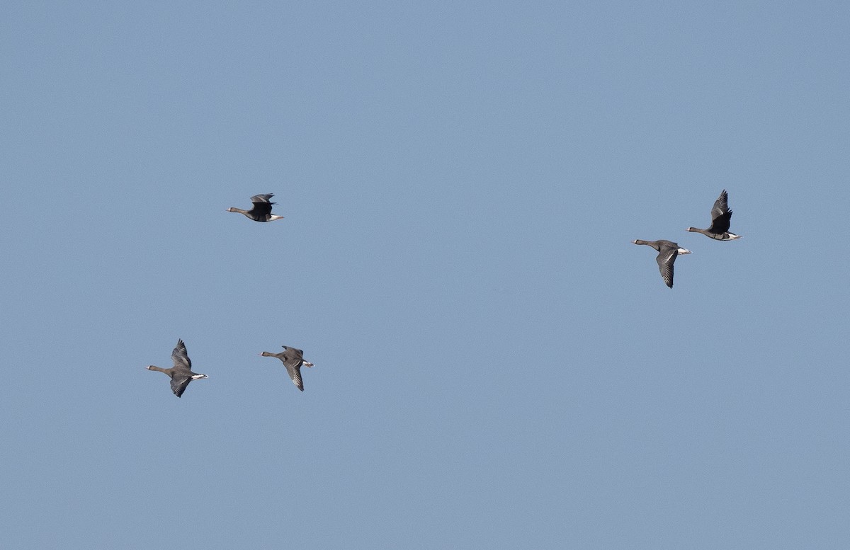 Greater White-fronted Goose - Arto Keskinen