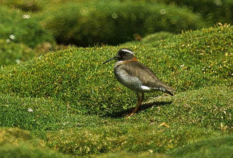 Diademed Sandpiper-Plover - ML558508151