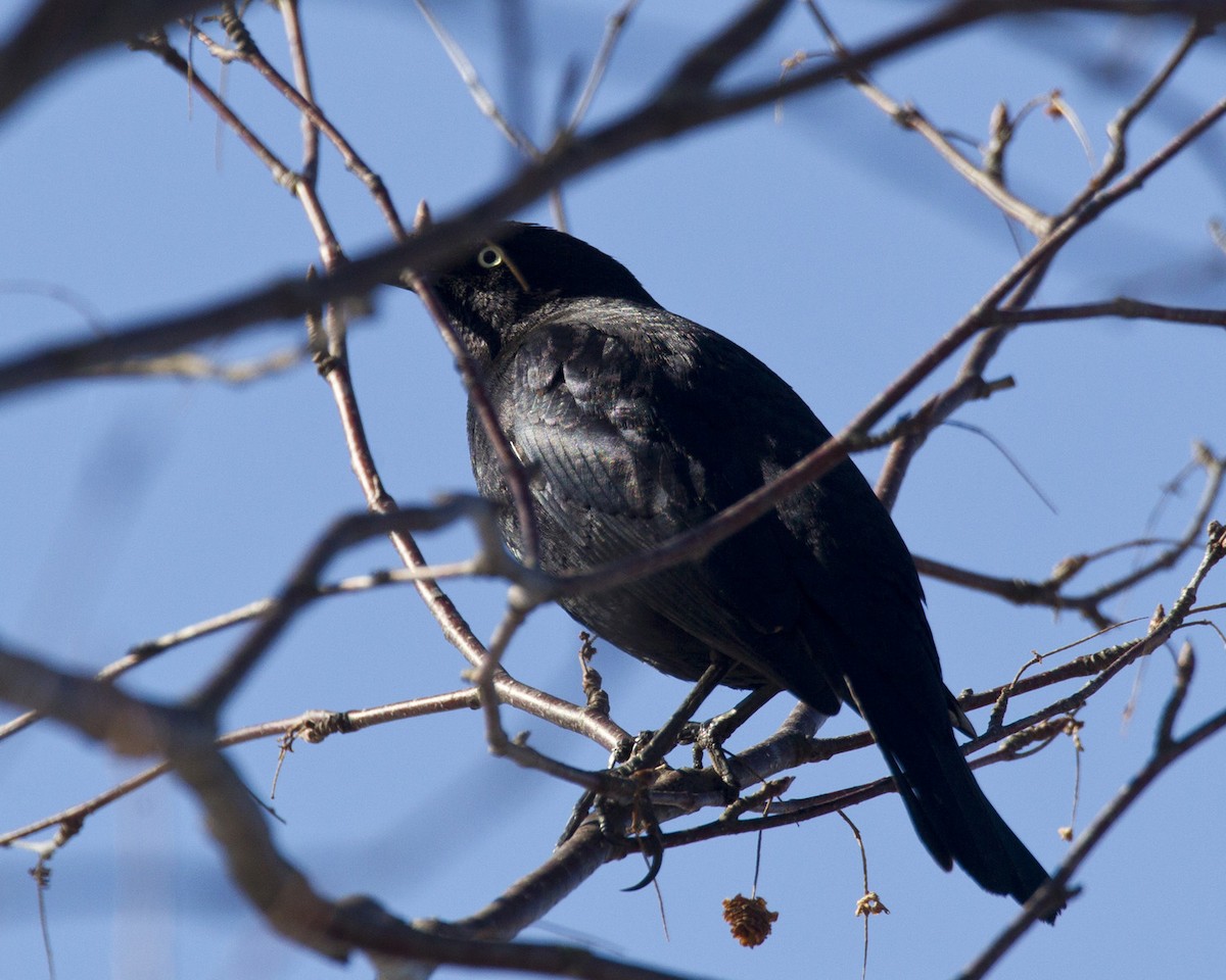 Rusty Blackbird - ML558509751