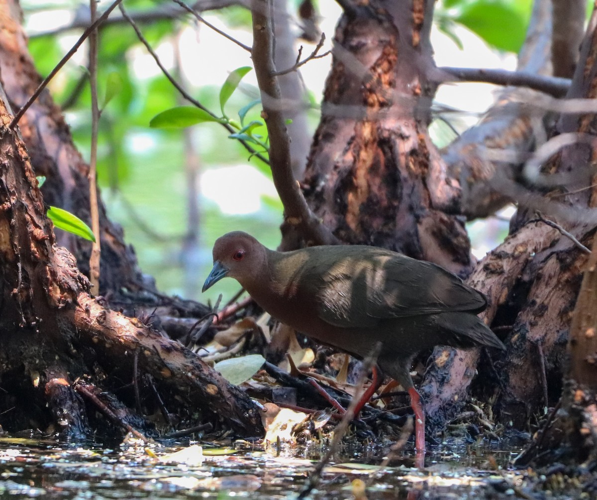 chřástal hnědoprsý - ML558510191