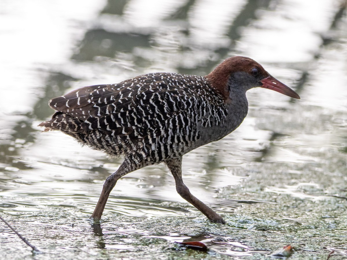 chřástal proužkovaný - ML558510221