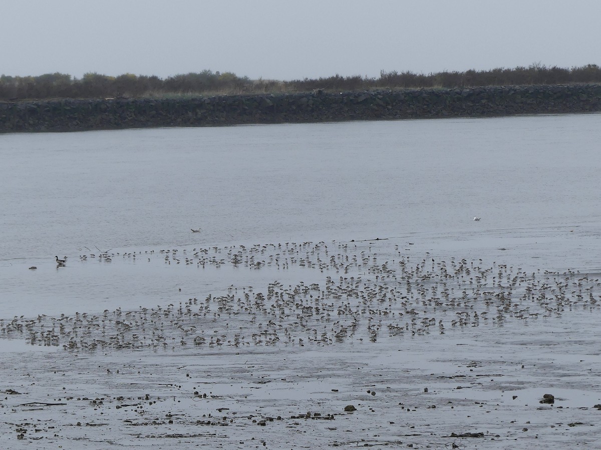 Dunlin (pacifica/arcticola) - ML55851031