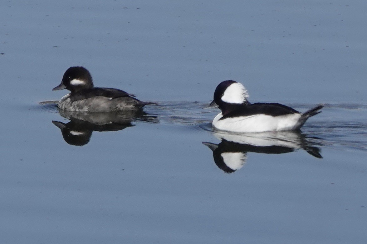 Bufflehead - ML558510311