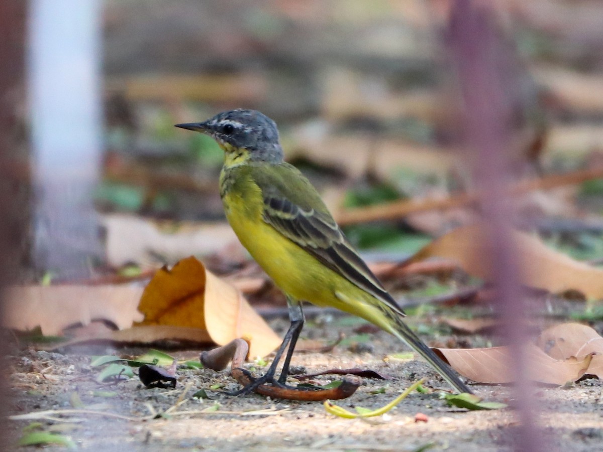 konipas východní (ssp. tschutschensis/plexa) - ML558510381