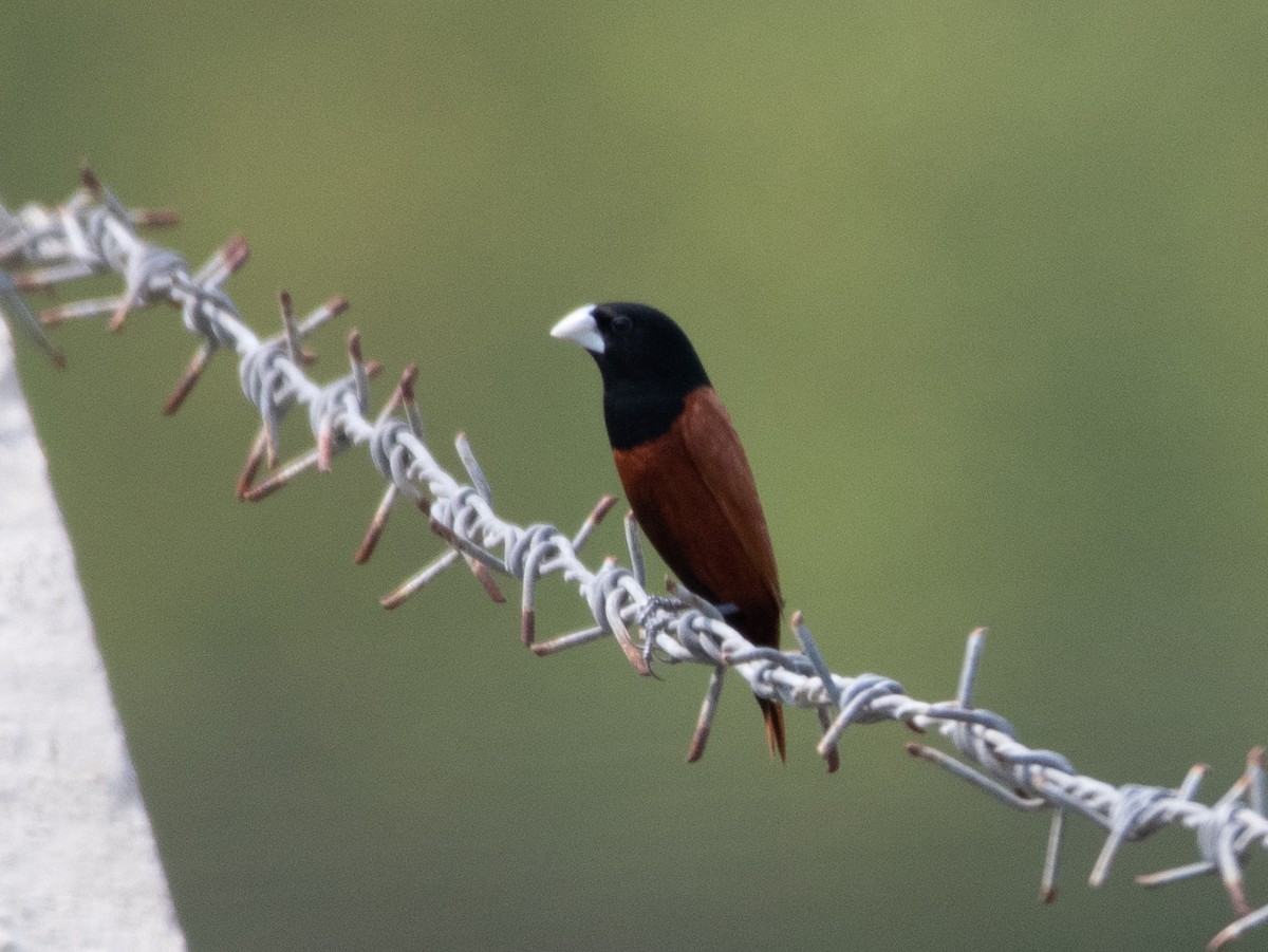 panenka černohlavá - ML558510891