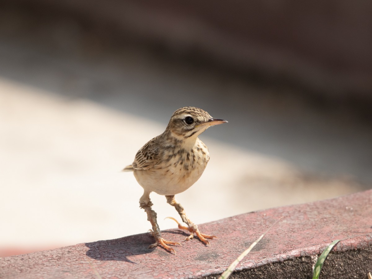 linduška rýžová - ML558510991