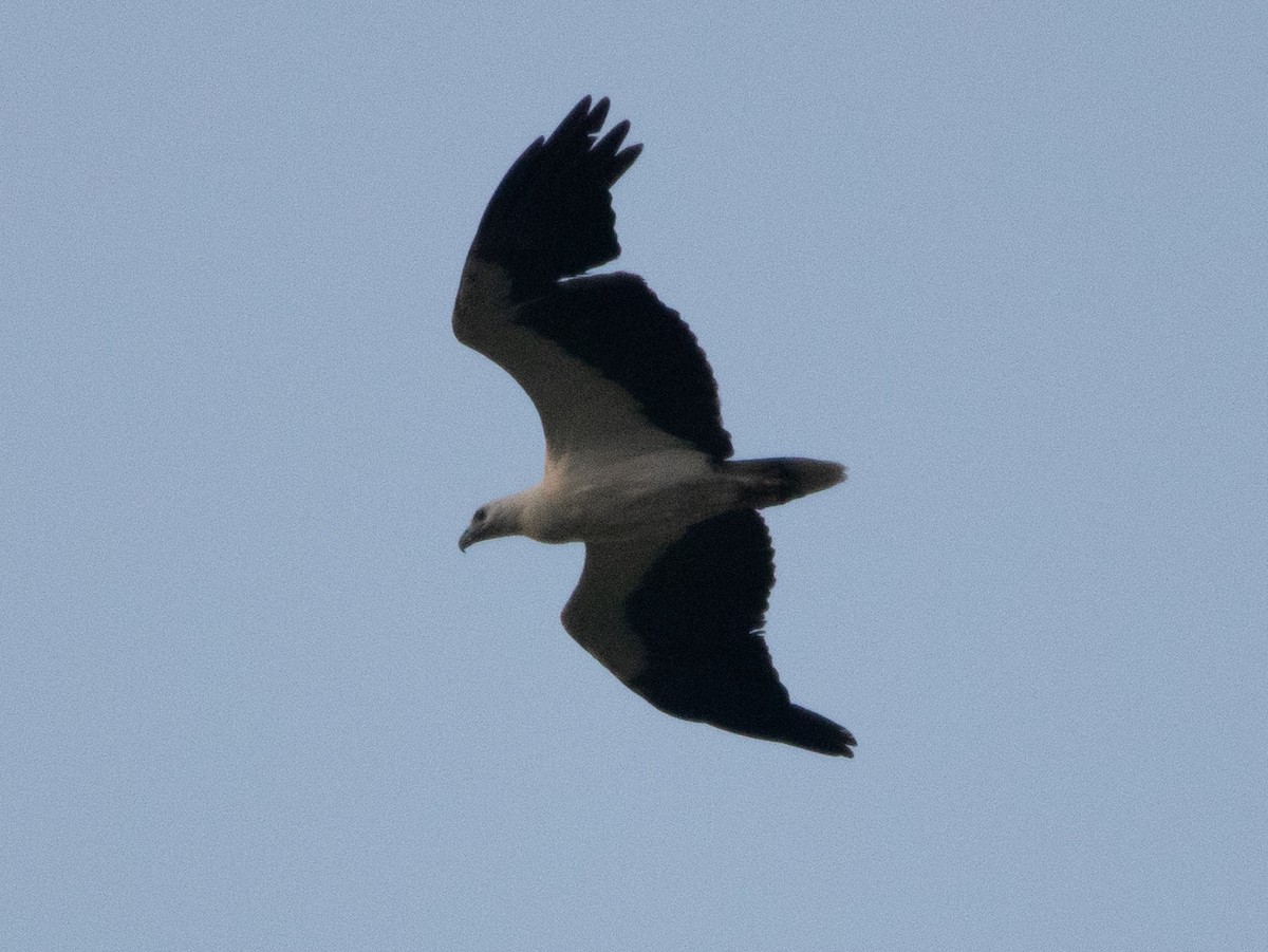 orel bělobřichý - ML558511001