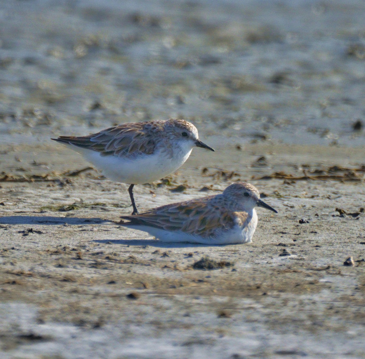 Little Stint - Chou(周) Meng(盟)Hsiang(翔)