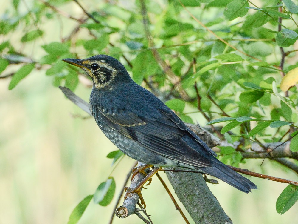 Siberian Thrush - ML558511601