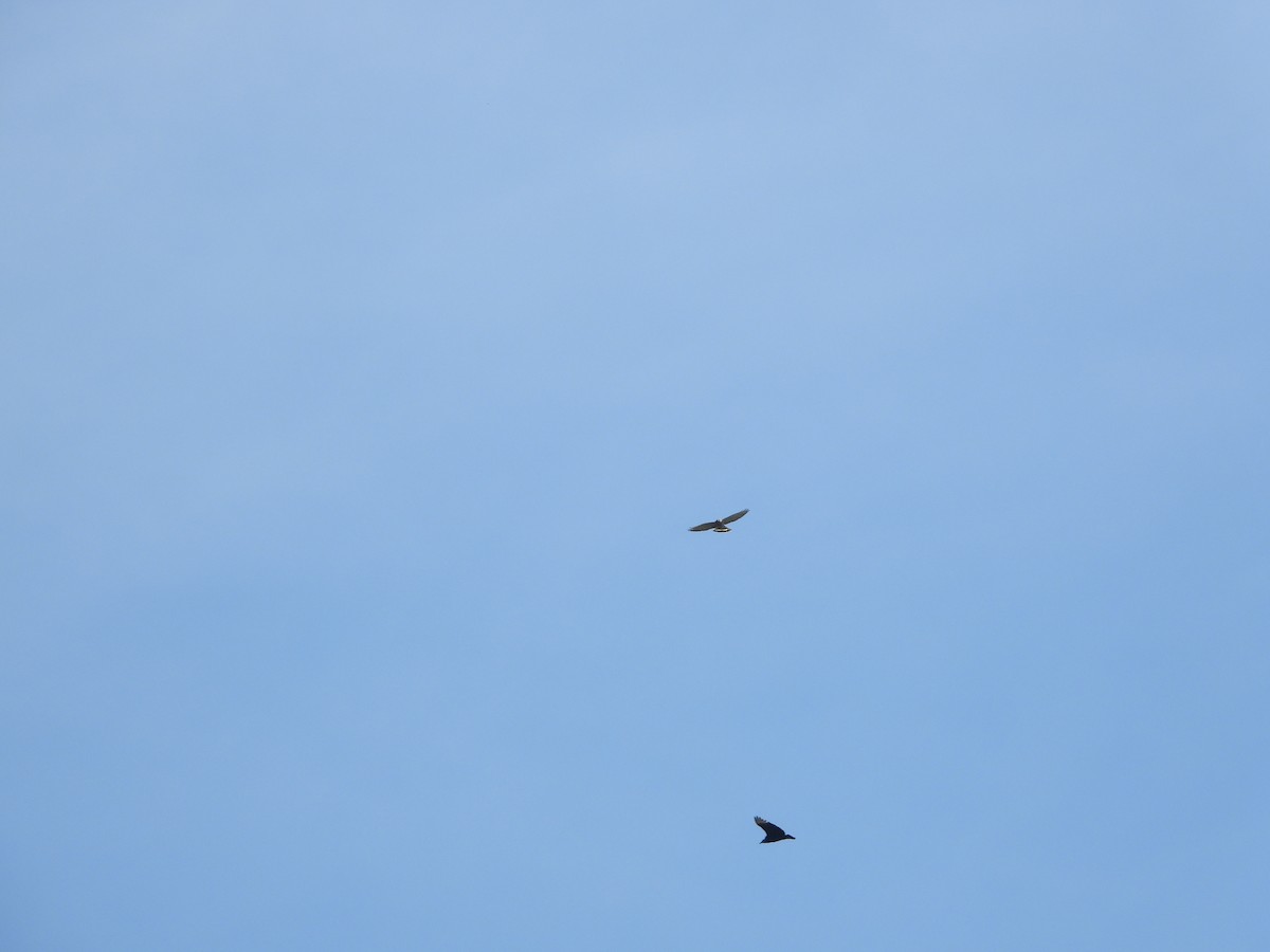 Broad-winged Hawk - Anonymous