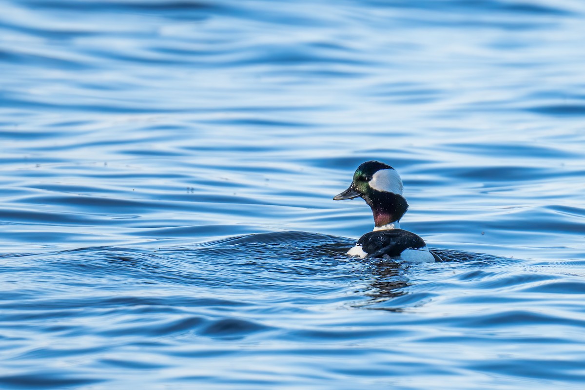 Bufflehead - ML558514241