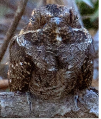 Little Nightjar - ML558514501