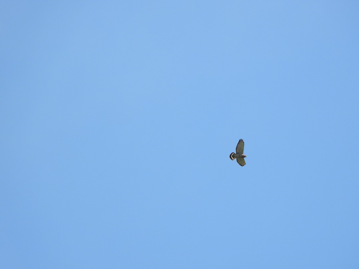 Broad-winged Hawk - Anonymous