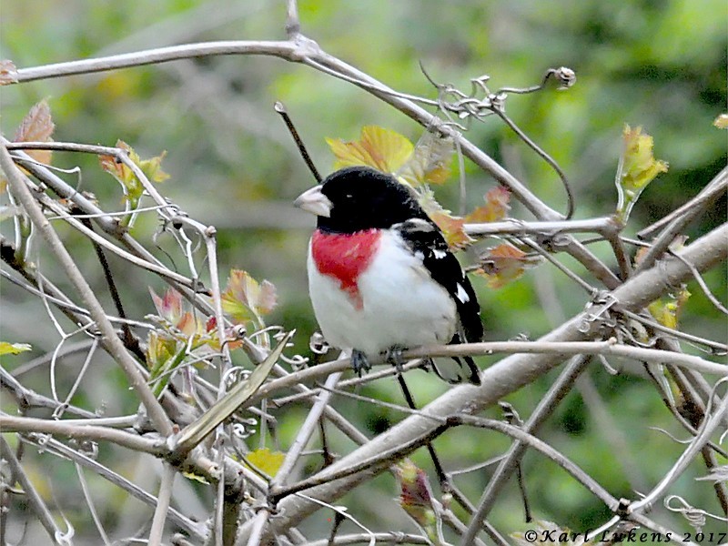 Rose-breasted Grosbeak - Karl Lukens