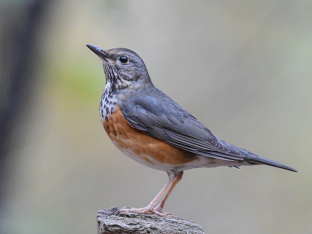 Gray-backed Thrush - ML558515721