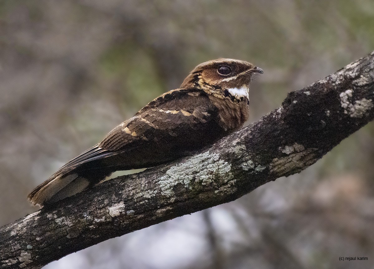 Jerdon's Nightjar - ML558517931