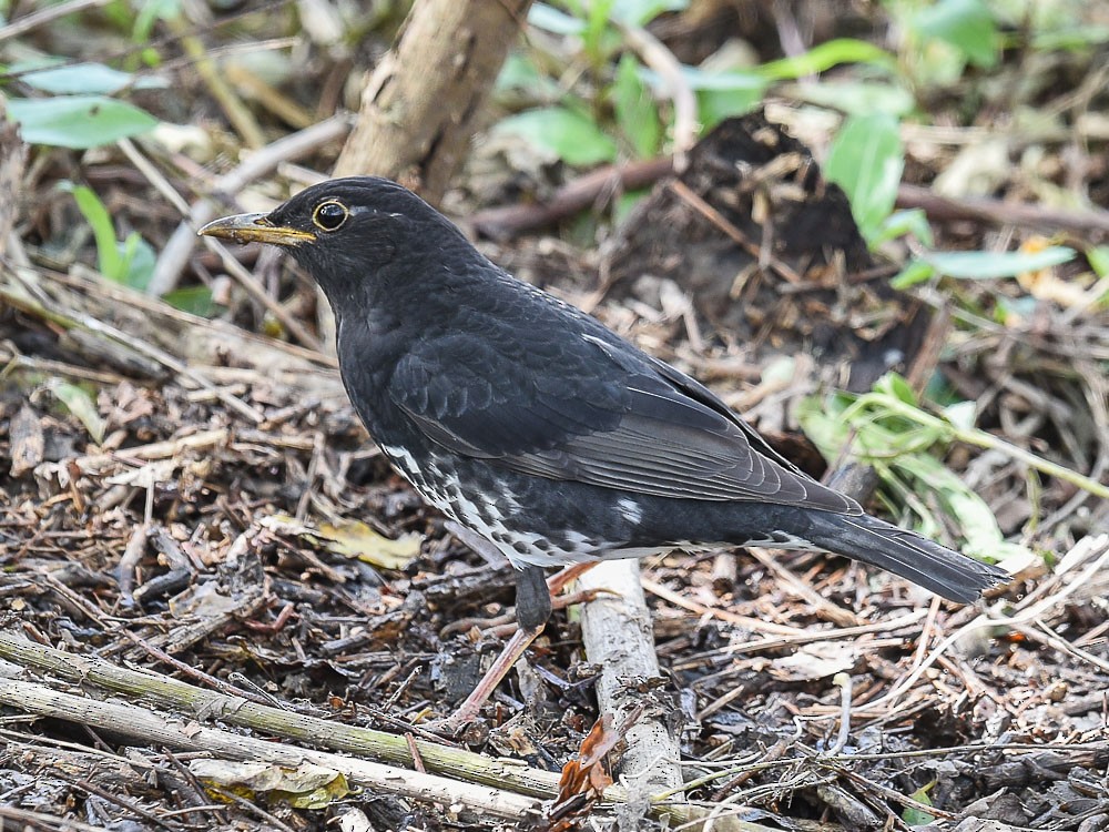 Japanese Thrush - ML558518011