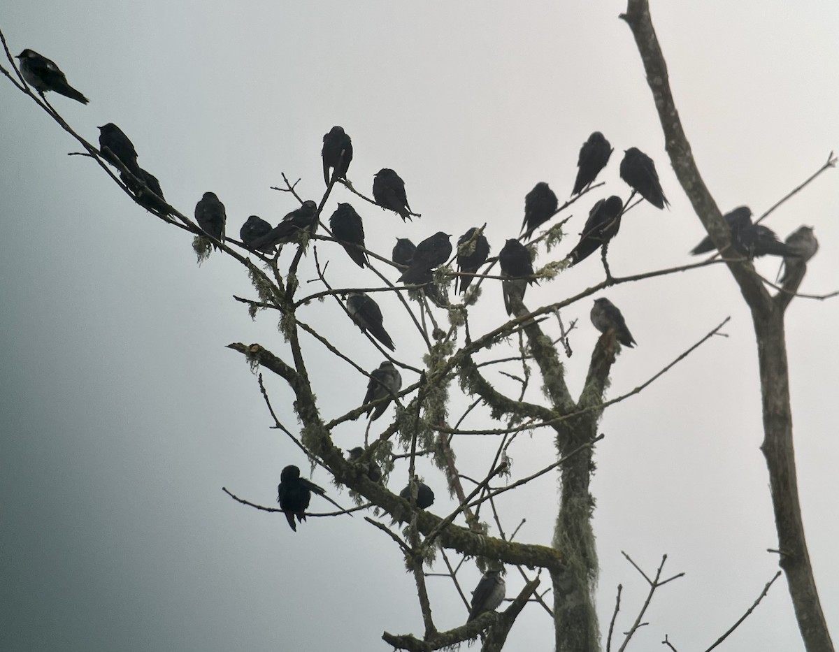 Purple Martin - Tim Rodenkirk