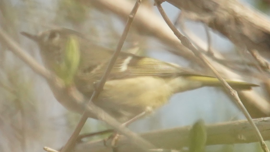 מלכילון אמריקני - ML558522171