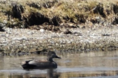 Gadwall - Kathy Major