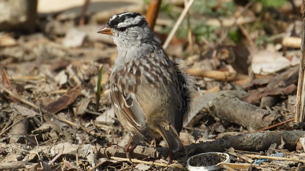 White-crowned Sparrow - Roxanne Mirander