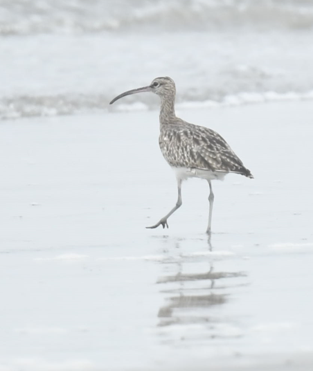 Regenbrachvogel - ML558525651