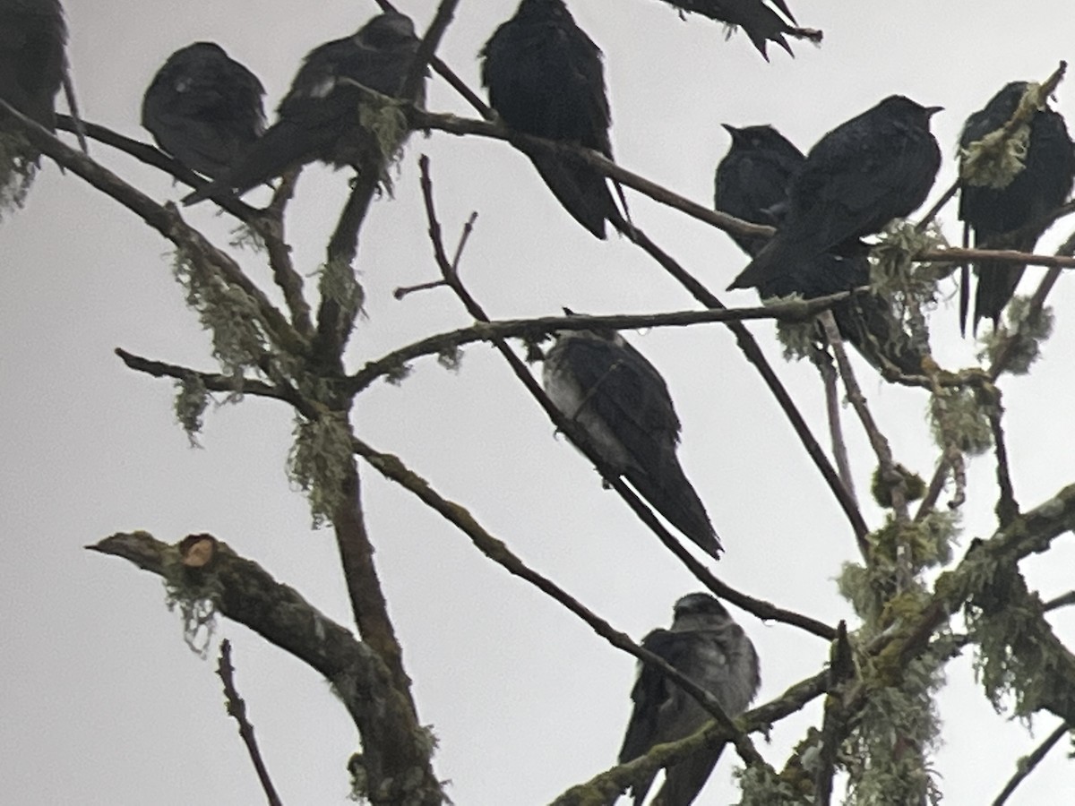 Purple Martin - Tim Rodenkirk