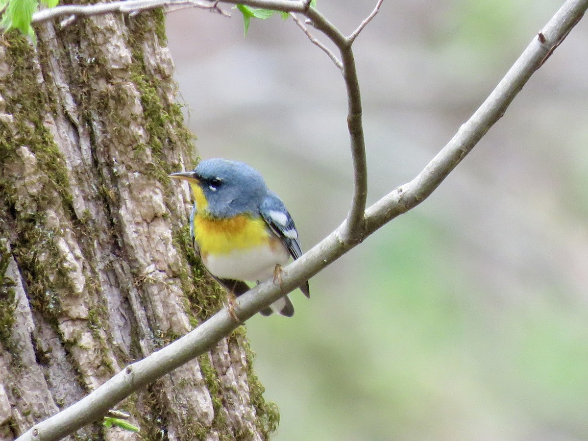 Northern Parula - ML558526731