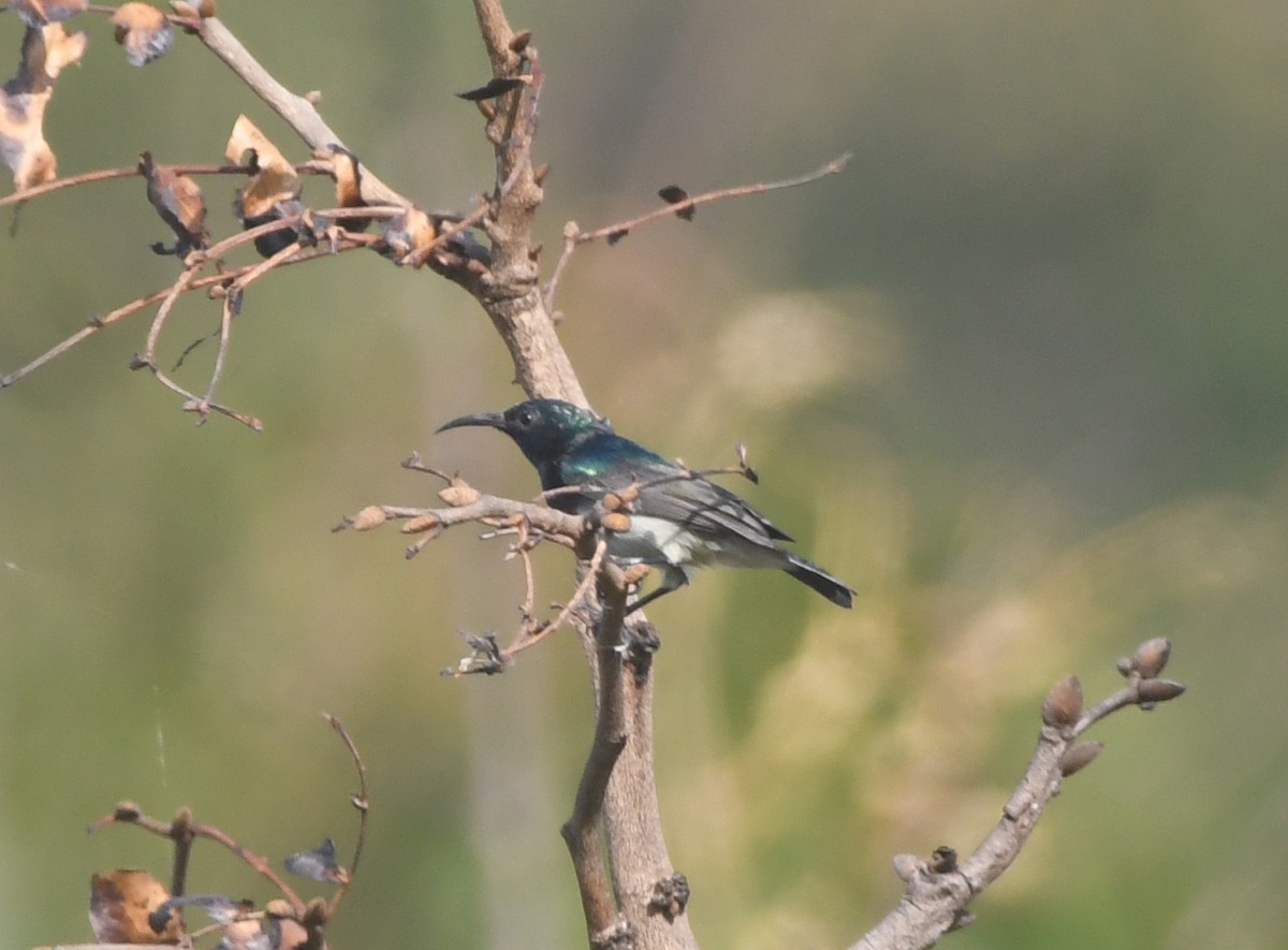 Oustalet's Sunbird - Gabriel Jamie