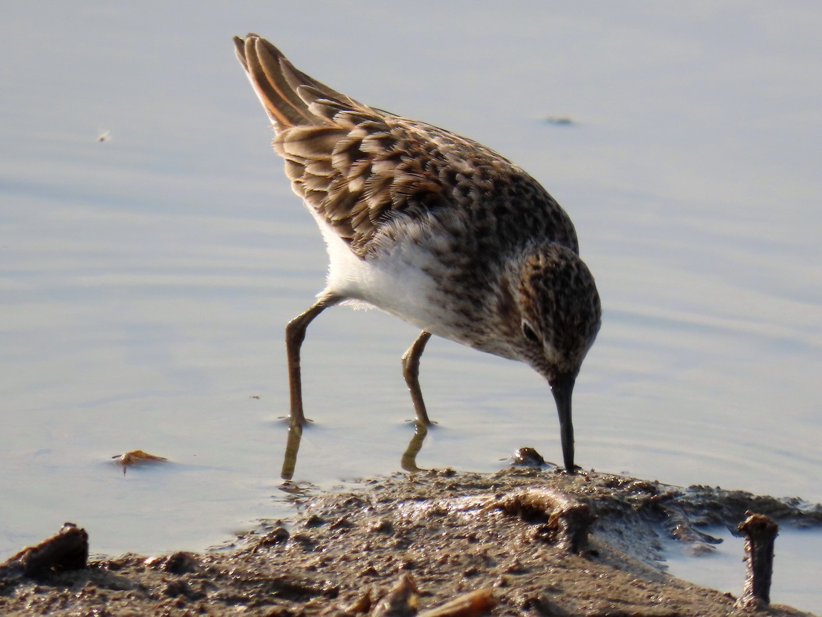 Least Sandpiper - ML558527021