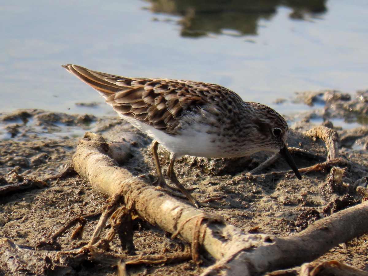 Least Sandpiper - ML558527061