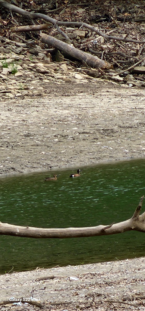 Blue-winged Teal - ML558527981