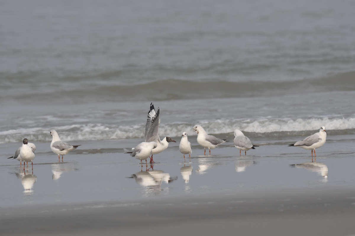 Brown-headed Gull - ML558528101