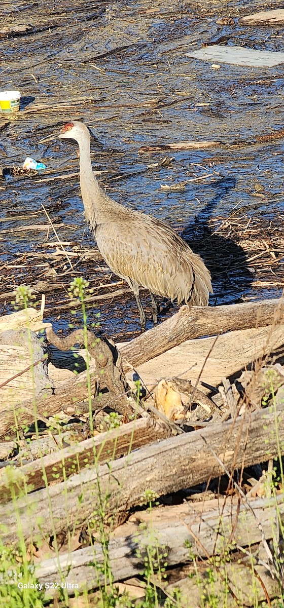 Sandhill Crane - ML558528181