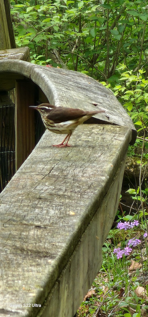 Louisiana Waterthrush - ML558528291
