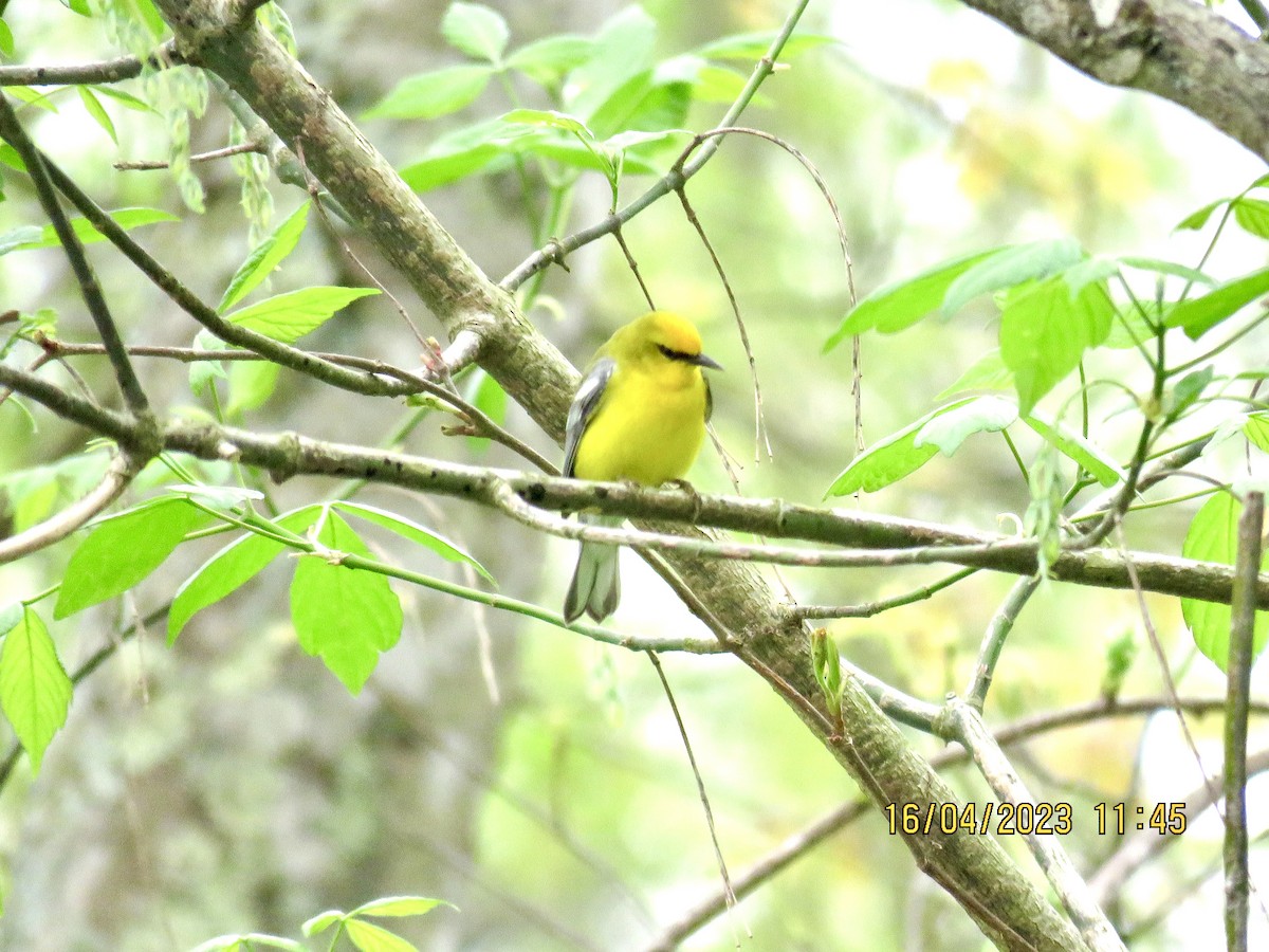 Blue-winged Warbler - ML558528691