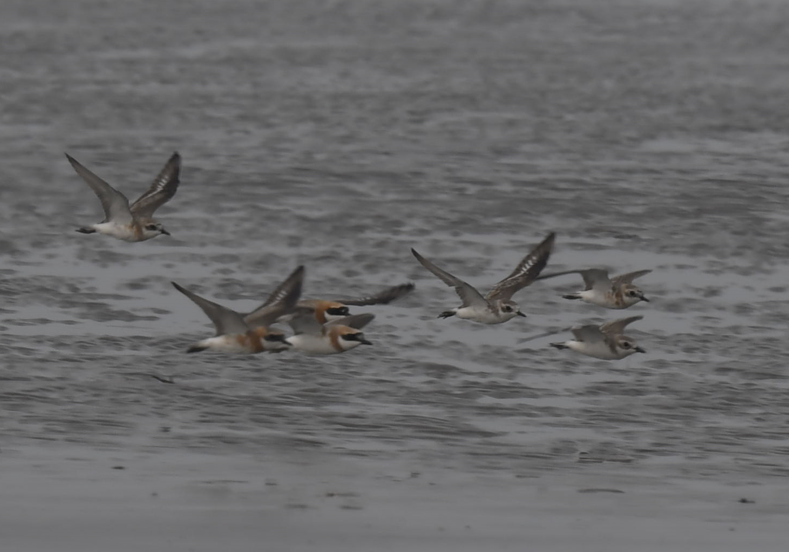 Tibetan Sand-Plover - ML558529541