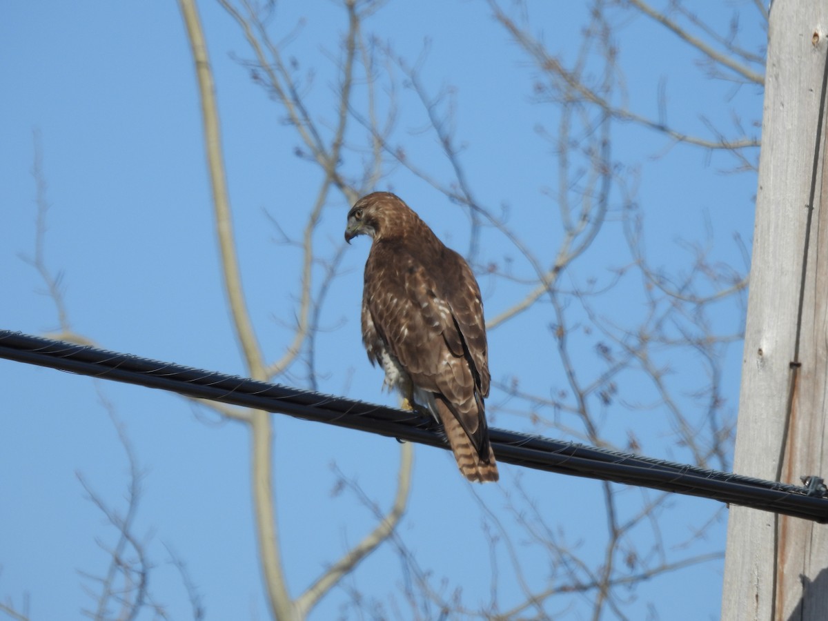 Red-tailed Hawk - ML558529591