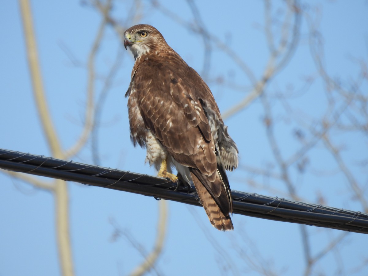 Red-tailed Hawk - ML558529601