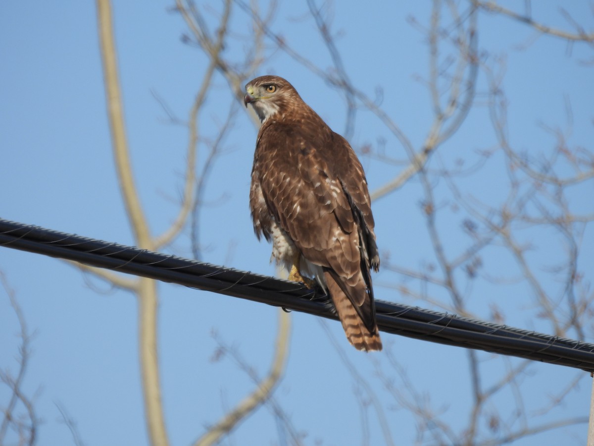 Red-tailed Hawk - ML558529611