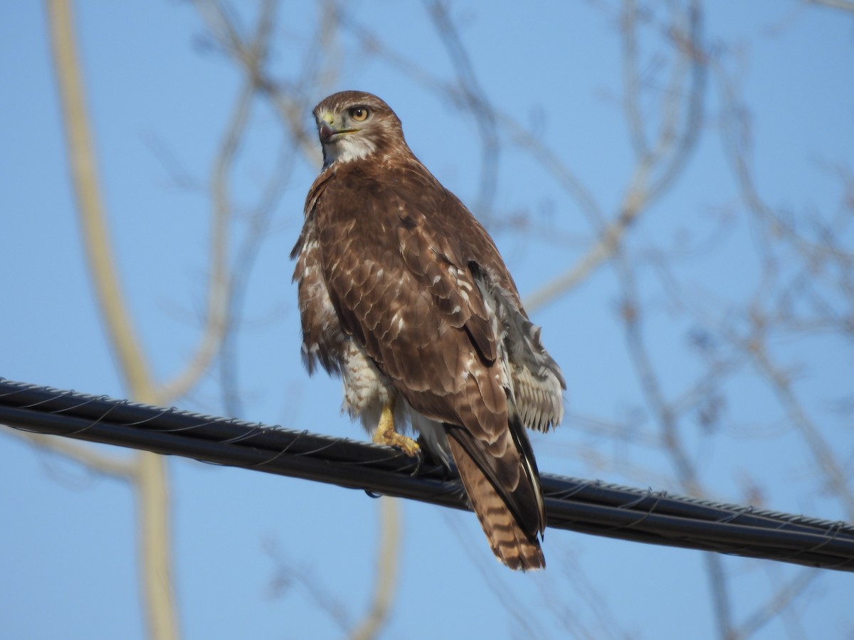 Red-tailed Hawk - ML558529621