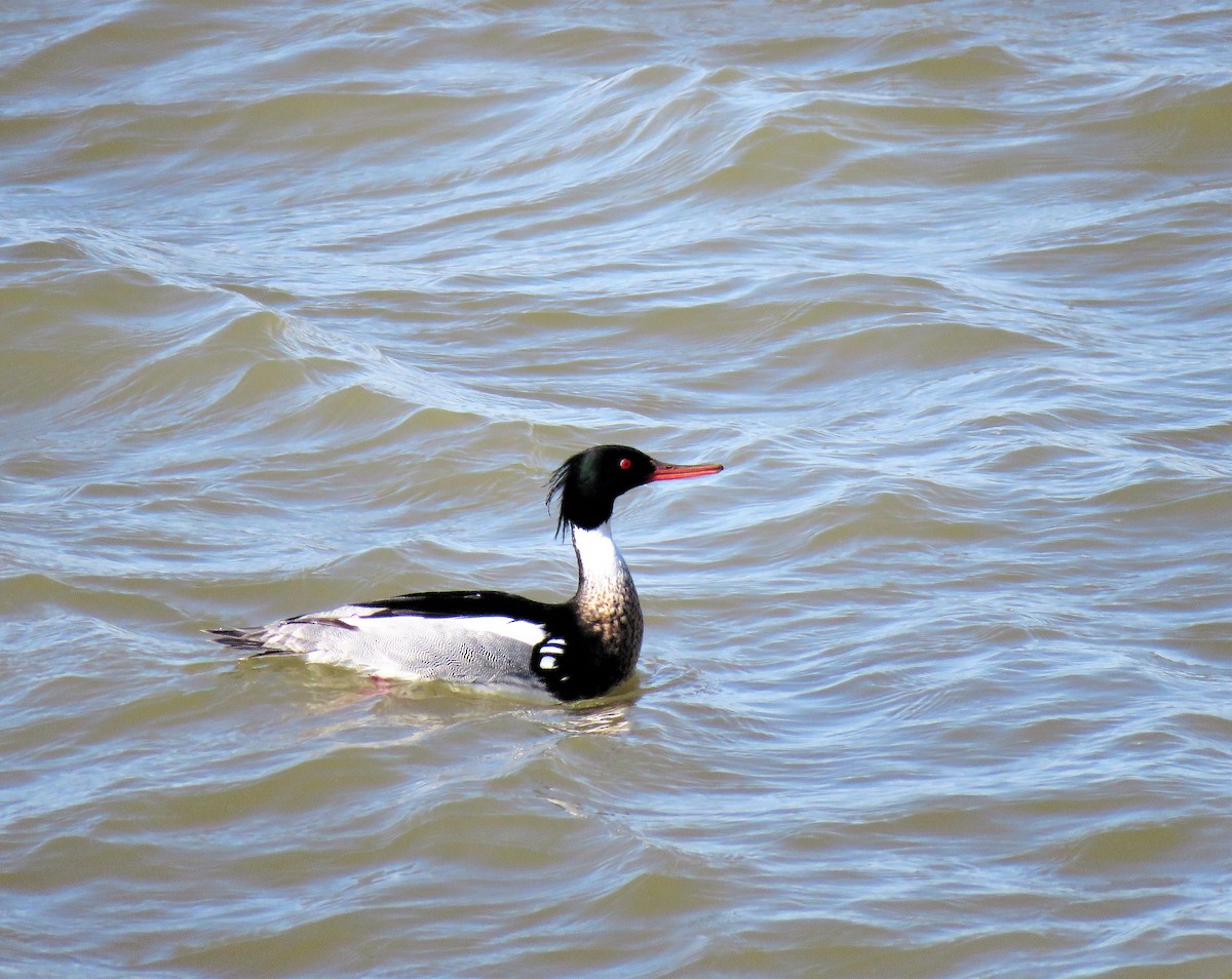 Red-breasted Merganser - Jean-Denis Poulin