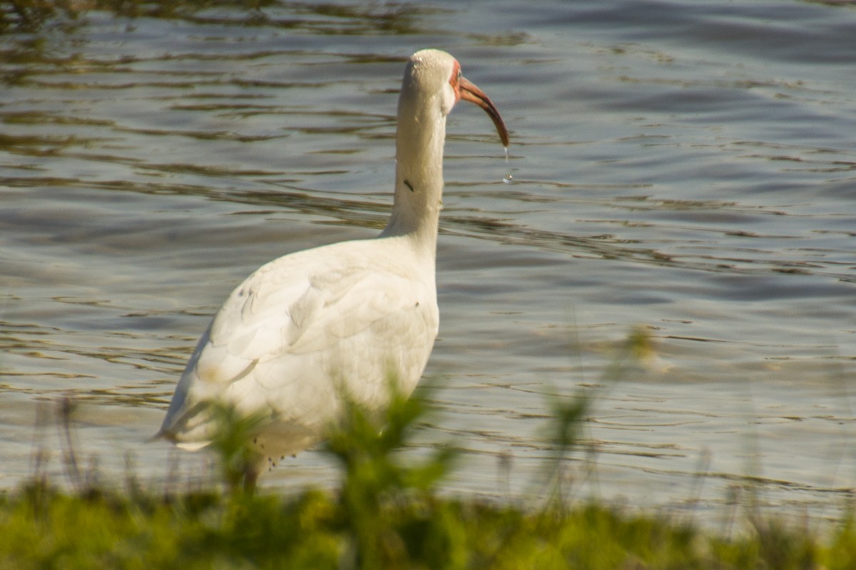 White Ibis - ML558531401