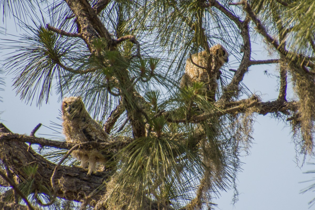Great Horned Owl - ML558531501