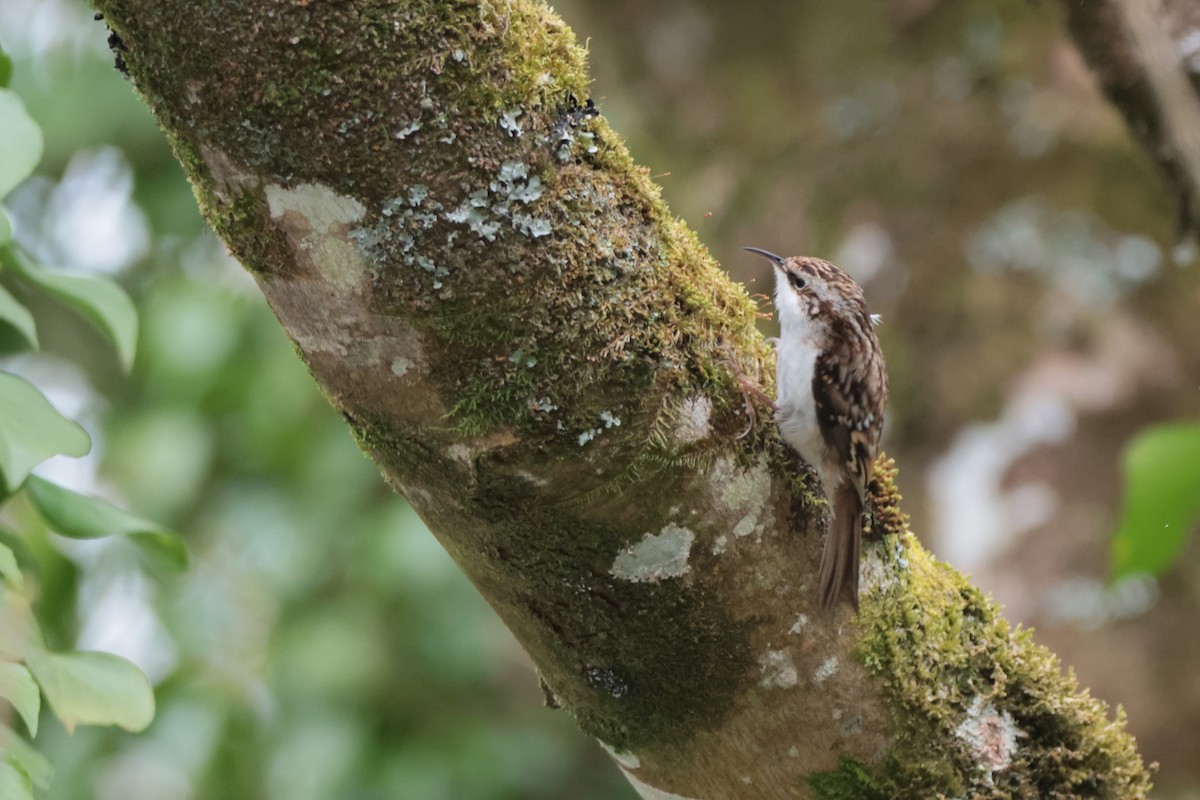 Eurasian Treecreeper - ML558531561