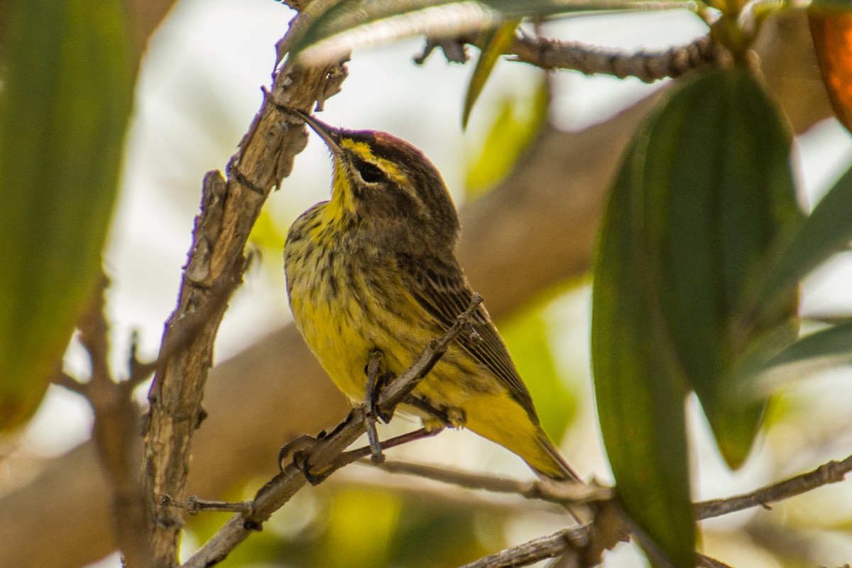 Palm Warbler - ML558531601